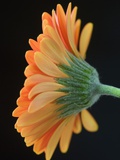 Close-Up of Orange Gerbera Daisy Photographic Print by Clive Nichols