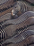 Grevy's Zebras Photographie