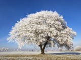 Lime Tree Covered with Frost Photographic Print by Frank Krahmer