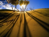 Poplar Trees on Sand Dunes in the Tengger Desert Photographic Print by Wong Adam