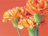 Nelliker Fotografisk trykk av Heide Benser Nelliker Fotografisk trykk av Heide Benser