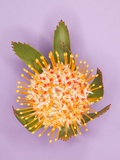 Protea Flower Photographic Print by Tracy Kahn