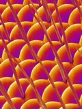 Compound Eye of a Flower Fly Photographic Print by Micro Discovery 
