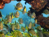 Schooling Fish Under Coral Ledge Photographic Print by Stephen Frink