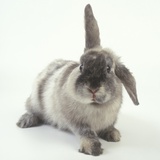 Gray Rabbit with Floppy Ear Photographic Print by Pat Doyle
