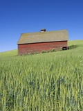 Barn Amongst Wheat Fields Photographic Print by Frank Lukasseck