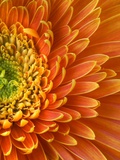 Orange Gerbera Daisy Fotografisk tryk af Clive Nichols