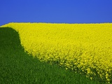 Blooming Rape Plant Field Photographie par Walter Geiersperger