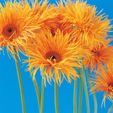 Spider gerbera daisies Fotografisk trykk av Heide Benser Spider gerbera daisies Fotografisk trykk av Heide Benser