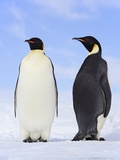 Emperor Penguins Photographic Print by Frank Lukasseck