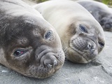 Elephant Seal Pups Photographic Print by Tim Davis