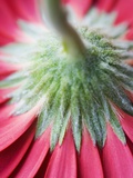 Close-Up of Back of Red Gerbera Daisy Photographie par Clive Nichols