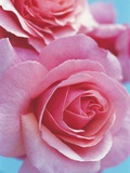 Pink roses Fotografisk trykk av Heide Benser Pink roses Fotografisk trykk av Heide Benser