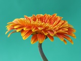 Marguerite gerbéra orange Photographie par Clive Nichols