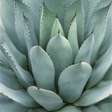 Agave Plant Photographic Print by Micha Pawlitzki