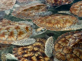 Juvenile Green Turtles in Captivity Fotografie-Druck von Stephen Frink