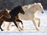 Draft Horse Running With Quarter Horses in Snow Photographic Print by Darrell Gulin