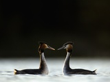 Great Crested Grebes in Courtship Display Photographie par Andrew Parkinson
