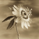 Passion Flower Against the Sky Photographic Print by Tom Marks