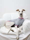 Greyhound Wearing a T-Shirt Fotografie-Druck von Estelle Klawitter
