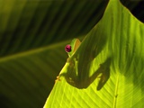 Red-eyed Tree Frog on Leaf Photographic Print by Keren Su
