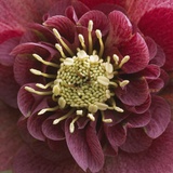 Close-Up of Lenten Rose Photographic Print by Clive Nichols