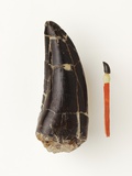 Adult Allosaurus Tooth and Baby Tooth on Match Stick Photographie par Louie Psihoyos