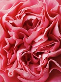 Close-Up of Pink Carnation Photographic Print by Clive Nichols