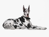 Harlequin Great Dane Lámina fotográfica por David Michael Zimmerman