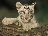White Bengal Tiger Cub Photographic Print by Andy Rouse