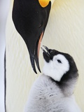 Emperor Penguin and Chick Lámina fotográfica por Frank Lukasseck Emperor Penguin and Chick Lámina fotográfica por Frank Lukasseck