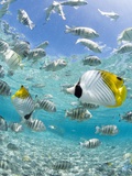 Tropical Fish in Bora-Bora Lagoon Fotografie-Druck von Michele Westmorland