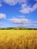 Wheat in Slieveardagh Hills Ireland Fotografická reprodukce Wheat in Slieveardagh Hills Ireland Fotografická reprodukce