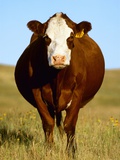 Crossbred Cow in Summer Pasture Photographic Print by Sam Wirzba