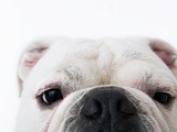 Face of a bulldog Photographic Print