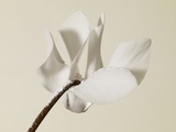 White Cyclamen Fotografisk trykk av Cora Buttenbender White Cyclamen Fotografisk trykk av Cora Buttenbender