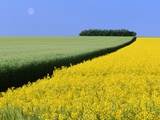 Barley Next to Blooming Canola Plants Photographic Print by Dave Reede