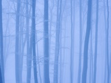 Beech Forest in Winter Photographic Print by Frank Krahmer