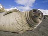 Southern Elephant Seal Weaner Pup on Beach Photographic Print by John Eastcott & Yva Momatiuk