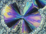 Salicylic Acid Crystals Viewed in Polarized Light Lámina fotográfica Salicylic Acid Crystals Viewed in Polarized Light Lámina fotográfica