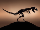 Stan the Tyrannosaurus Rex Photographic Print by Louie Psihoyos