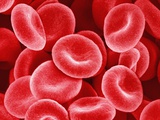 Human Red Blood Cells Photographic Print by Micro Discovery 