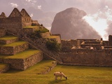 Llama Grazing at Machu Picchu Fotografisk tryk af Laurie Chamberlain