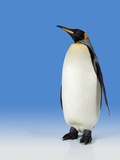 King Penguin Photographic Print by Robert Dowling