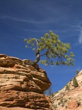 Pinyon Pine atop Sandstone Hoodoo Photographic Print by James Randklev