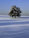 Tree in snow covered landscape Fotografisk trykk av Scott Barrow