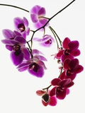 Phalaenopsis orchids Fotografisk tryk Phalaenopsis orchids Fotografisk tryk