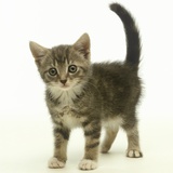 Surprised Kitten Photographic Print by Pat Doyle