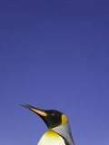 King Penguin Photographic Print by John and Yva Eastcott And Momatiuk