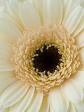 White Gerbera Daisy Photographie par Clive Nichols